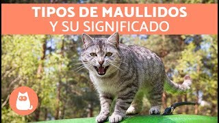 Maullidos de los gatos y su SIGNIFICADO [upl. by Adeline]