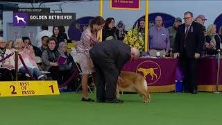 Golden Retriever Part 2  Breed Judging 2019 [upl. by Wat]