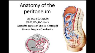 Surgical anatomy of the peritoneal cavity Tutorial All Group Dr Yasir El Hassan [upl. by Odirfliw845]