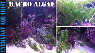 How To Grow Marine Macro Algae  Planted Saltwater Aquarium [upl. by Nnaitsirhc315]