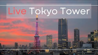 Tokyo Towe Live Camera東京タワーライブカメラ [upl. by Aicilif]