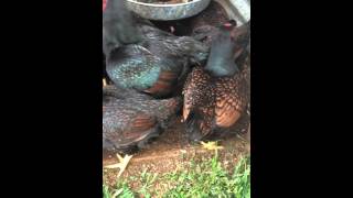 Dark Cornish bantams at Pokeys Poultry [upl. by Ggerc]