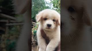 spitz puppy doglover status assamese 7002356152 [upl. by Buckingham]