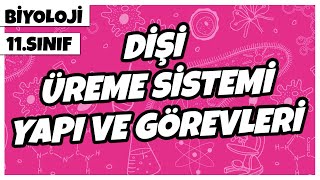 11 Sınıf Biyoloji  Dişi Üreme Sistemi Yapı ve Görevleri  2022 [upl. by Carri759]