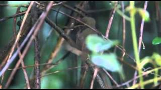 Birding in Queensland with Del Richards [upl. by Bennion]