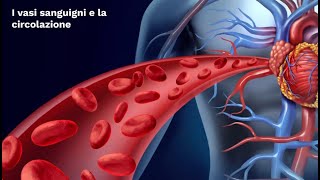 LE SUPERSINTESI DI SCIENZE I vasi sanguigni e la circolazione classe seconda [upl. by Ettigirb154]