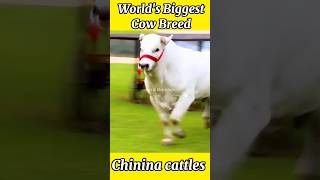 Worlds Biggest Chinina Cattles cow biggestbull bull [upl. by Lleznod]