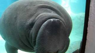 Manatee Face Smush  Original [upl. by Farmer]