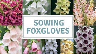 How To Sow Foxglove Seeds  Digitalis  Sowing Biennials [upl. by Lajib719]