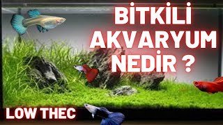 BİTKİLİ AKVARYUM NEDİR  LOW TECH bitkiliakvaryum lowthec [upl. by Yraek]