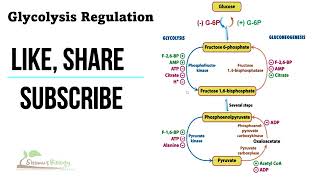 Regulation of glycolysis [upl. by Messere]