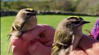 Goldencrowned Kinglets  Nature Near You [upl. by Annohsed71]