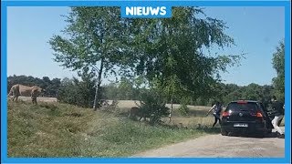 Gezin bijna aangevallen door jachtluipaarden [upl. by Lehman493]