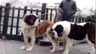 A Saint Bernard and a hot spring resort [upl. by Neelik]