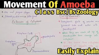 Amoeba Movement  Amoeboid Movement  Amoeba Moves Through Pseudopodia  Class Bsc amp Bs Zoology [upl. by Waite]