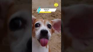 Beagles Facts shorts dog beagle [upl. by Alonso]