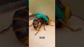 Stung by a Giant Hornet [upl. by Bromleigh]