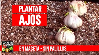 Cultiva ajos en casa sin parar en macetas mejor que hidropónico CULTIVO DE AJOS [upl. by Ainoyek]