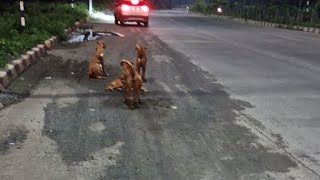 लावारिस हैं स्वदेशी श्वानप्रस्तुतिराजकुमार हंस द्वारा viralhumanityanimalpetanimalanimallove [upl. by Arytas818]