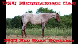 USU Meddlesome Cat [upl. by Aldus]