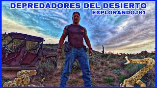 EXPLORANDO61 DEPREDADORES DEL DESIERTO LOS EXPERTOS DE LA CACERIA [upl. by Ahkos141]