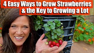 4 Ways to Grow Strawberries amp the Key to Growing a Lot [upl. by Youlton717]