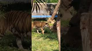 Tiger Hippopotamus snakes in zoo [upl. by Llewellyn]