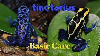 Dart Frog Care Series Part 1 Dendrobates tinctorius [upl. by Cicenia244]