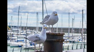 ASMRAMBIENCE Marina Ambience Sounds with Soothing Sea Gull Sounds [upl. by Genny]