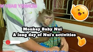 Monkey Baby Nui A long day of Nuis activities [upl. by Ahsel540]