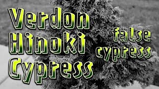 Verdon Hinoki Cypress Chamaecyparis obtusa Verdoni  Initial Prep  Prebonsai [upl. by Eirolav]