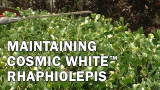 Maintaining Cosmic White™ Rhaphiolepis [upl. by Llegna]