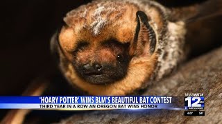 Oregon bat wins Bat Beauty Contest [upl. by Dabney]