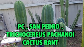 PC  SAN PEDRO  TRICHOCEREUS PACHANOI CACTUS RANT [upl. by Misa351]