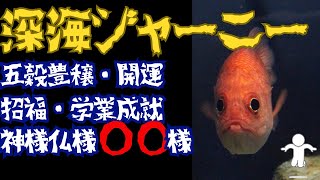 【深海ジャーニー】未だ解明不可…エビスダイの知られざる生態 [upl. by Obocaj936]