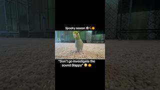 Tiny parrot investigates spooky sound spookyseason parrot parrotlets [upl. by Kutchins]