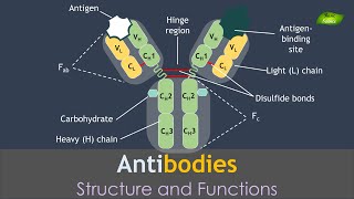 Antibody Animation  Notes  Immunology  Basic Science Series [upl. by Gnal907]