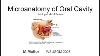 Histology  Micro anatomy of the Oral Cavity Lab 10 Review [upl. by Hilar762]