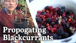 Propagating Blackcurrants  How to propagate blackcurrants [upl. by Coney895]