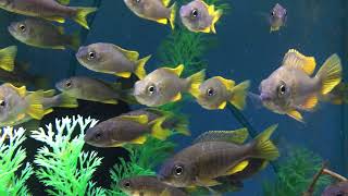 Red Fin Borleyi Cichlids [upl. by Joappa]