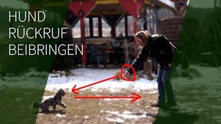 Hund Rückruf beibringen ► Rückruftraining ► Sicherer Rückruf Hund [upl. by Gairc235]