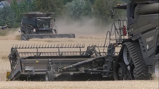 Fendt Ideal 9T und Fendt Ideal 7T Weizen dreschen bei Langenweddingen [upl. by Richey]