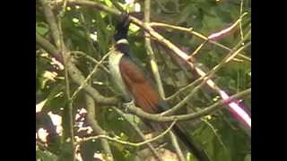 Chestnutwinged Cuckoo Clamator coromandus [upl. by Stuppy]