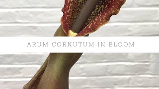 Arum Cornutum Voodoo Lily Plant Blooms and Updates [upl. by Ivzt166]