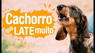 Cachorro que late muito o que fazer [upl. by Teufert]