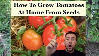 🍅 How To Grow Tomatoes From Seed Indoors  Easy Step By Step Guide [upl. by Narmis588]