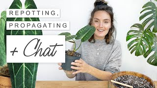 Repot With Me  Chat 🌱 RARE Wishlist Houseplants  Propagation Update 🌿 [upl. by Jolene71]