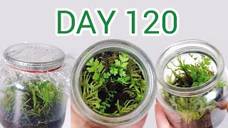 DIY Terrarium Using Household Items 120 Days Update [upl. by Kassie300]