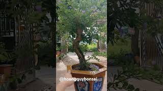 Linh samAntidesma acidum flower04 bonsai xuhuong gardening [upl. by Einwahs]