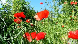 Les coquelicots [upl. by Lavina]